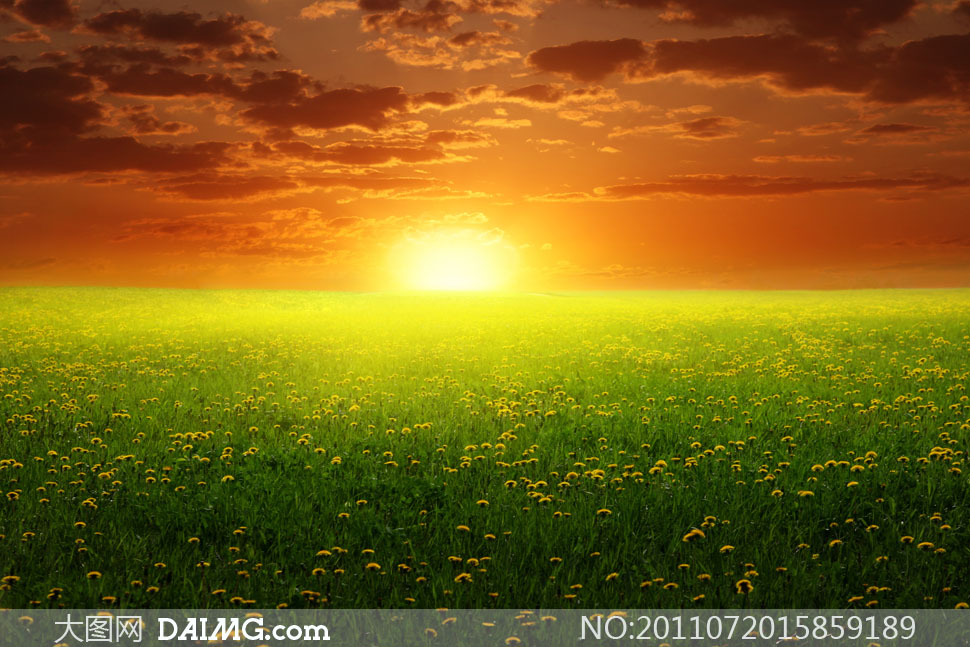 朝霞下蒲公英花海高清摄影图片 - 大图网设计素