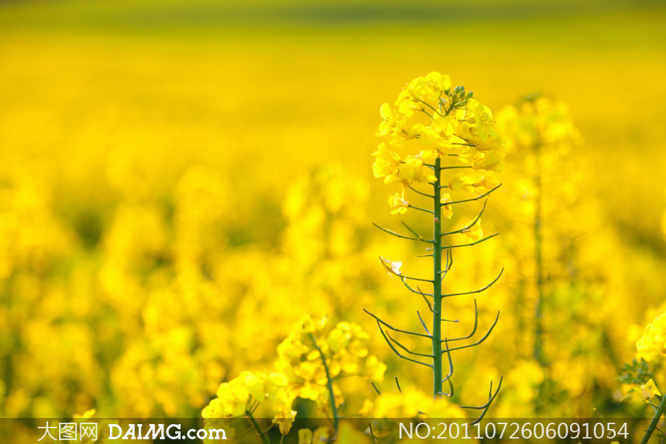 油菜花特写照片_