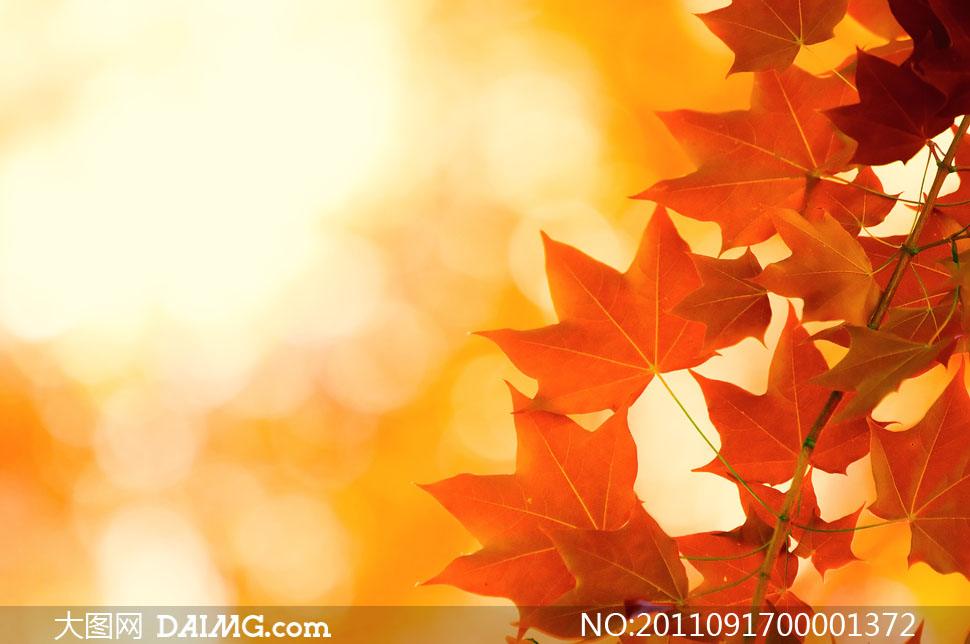 梦幻的秋季枫叶<em>摄影图片</em> - 大图网设计素材下载