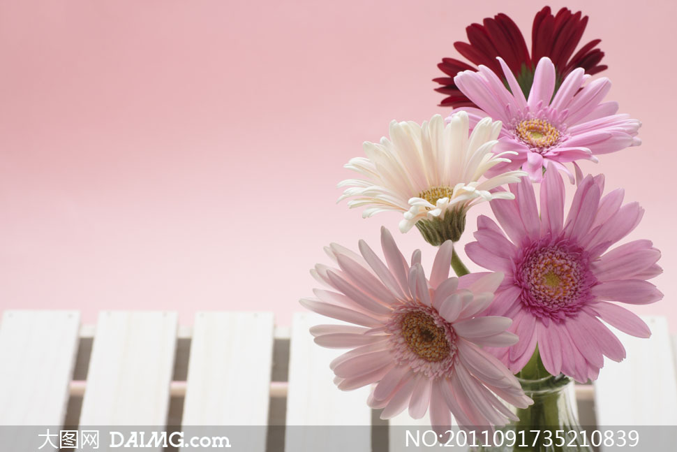 鲜花插花静物特写高清摄影图片 - 大图网设计素