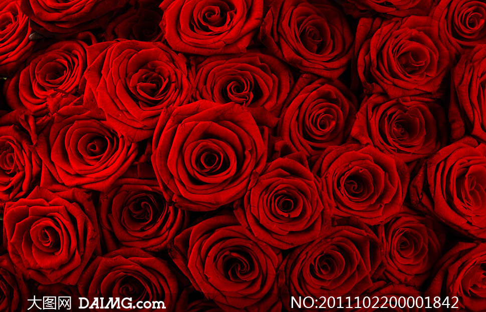 红玫瑰背景摄影图片 - 大图网设计素材下载