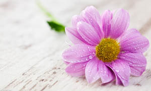 �ۺ�ջ���ӰͼƬ