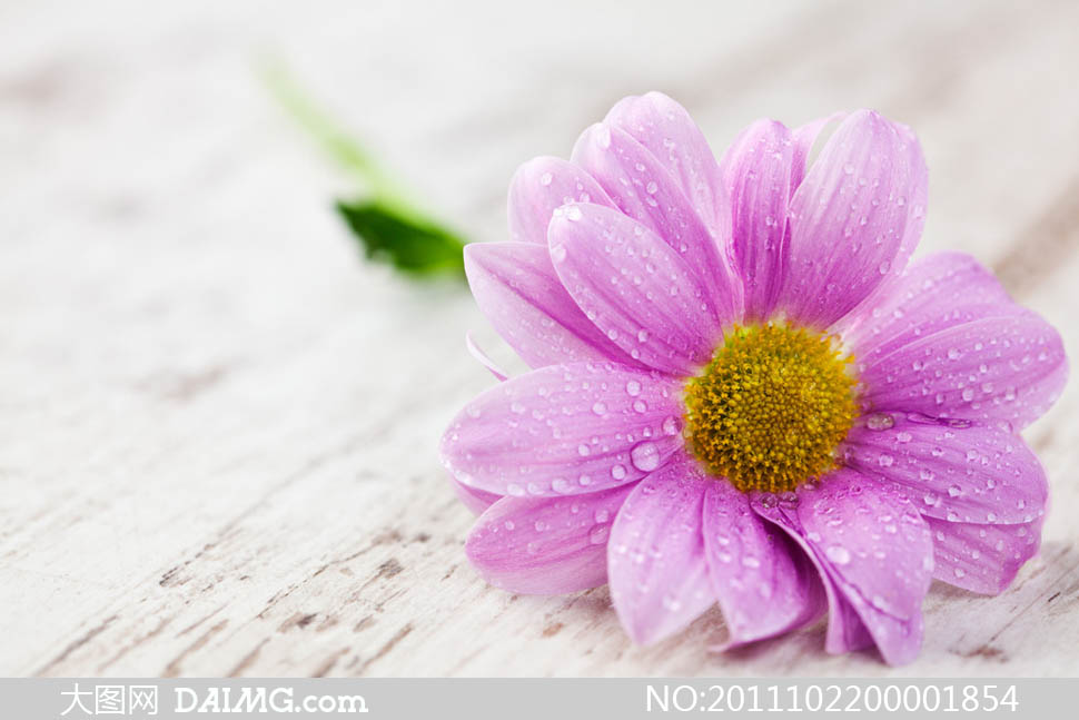 粉红菊花摄影图片 - 大图网设计素材下载