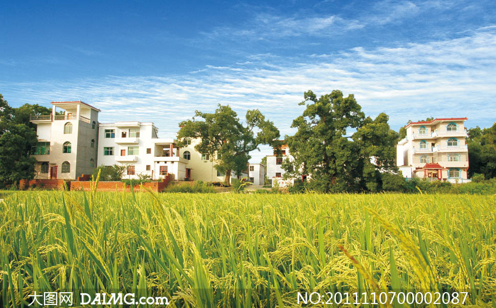 新<em>农村</em>社区和稻田摄影图片 - 大图网设计素材<em>下载</em>