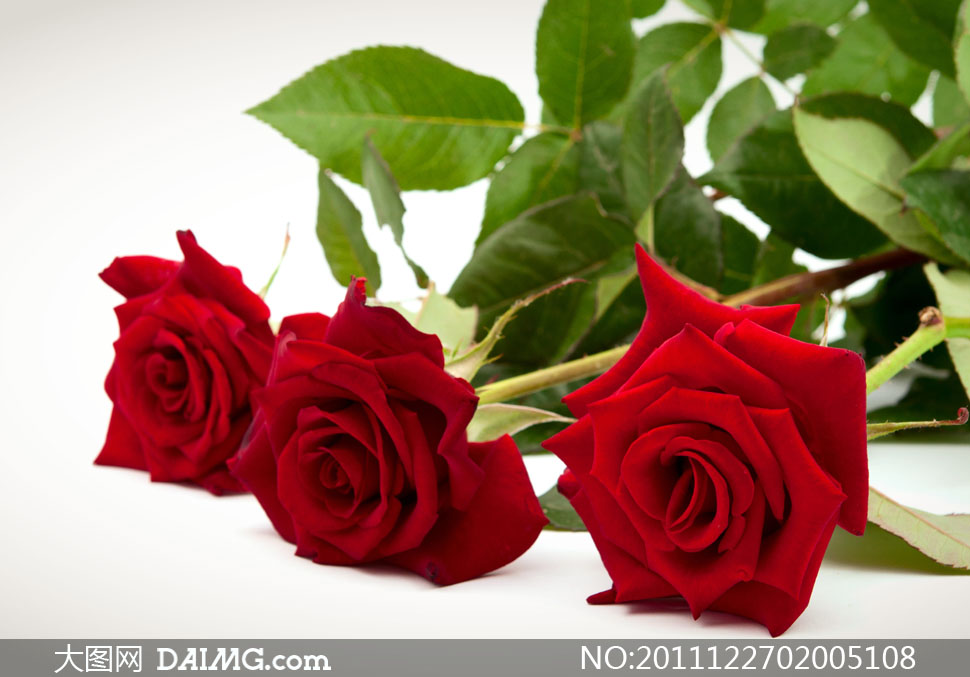 鲜艳红色玫瑰花特写高清摄影图片 - 大图网设计