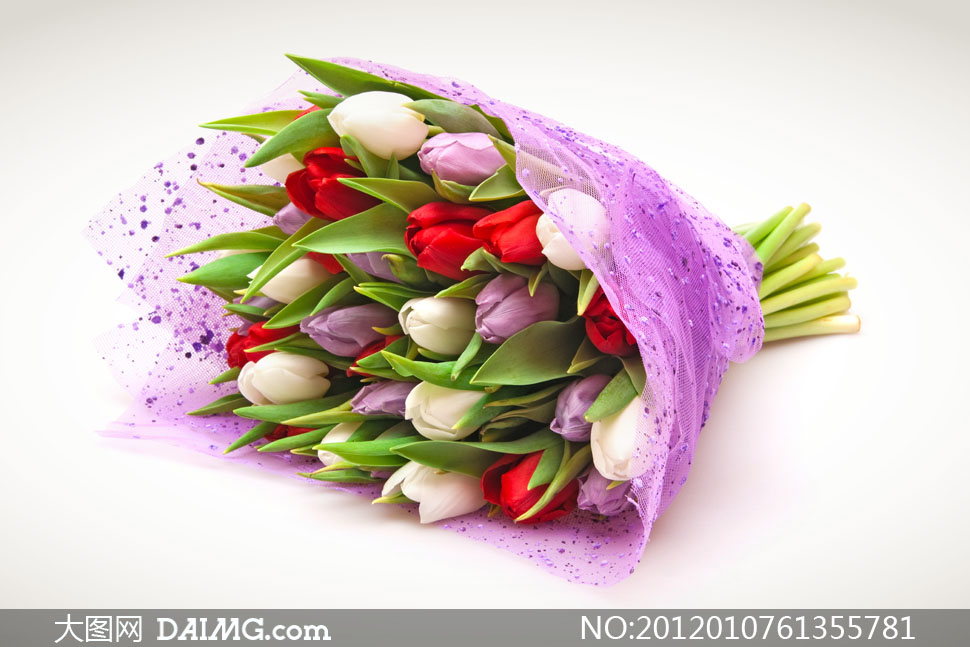 郁金香包装鲜花特写高清摄影图片 - 大图网设计