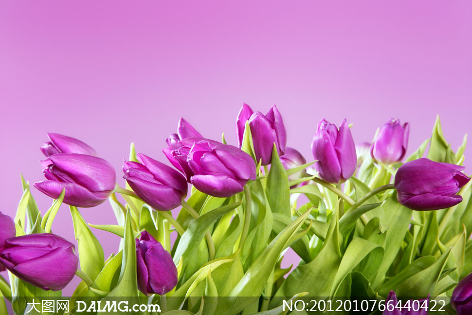 紫色郁金香花丛特写高清摄影图片 - 大图网设计