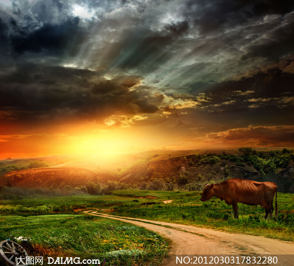 乡间小路旁的黄牛与车轱辘高清摄影图片 - 大图