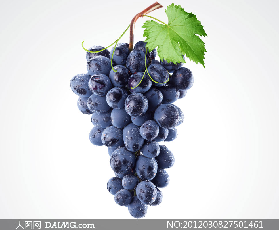 带着叶子的葡萄近景特写摄影高清图片 - 大图网