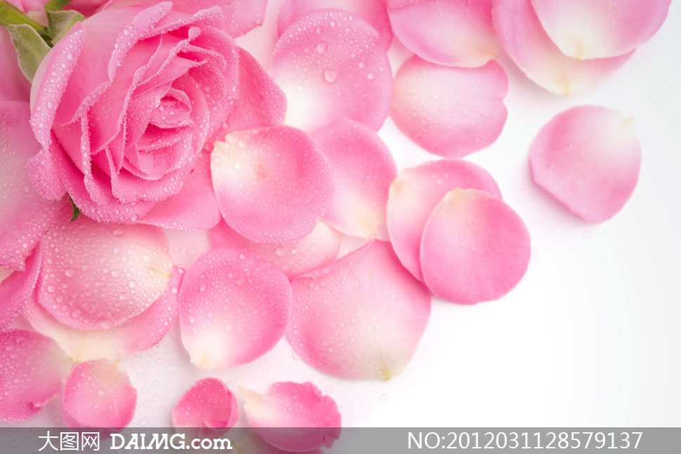 粉色玫瑰花与花瓣特写高清摄影图片 - 大图网设