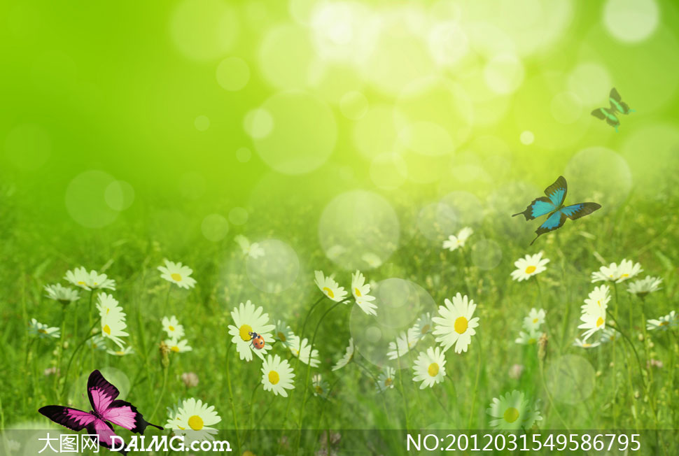 蝴蝶飞舞的雏菊草丛春天背景高