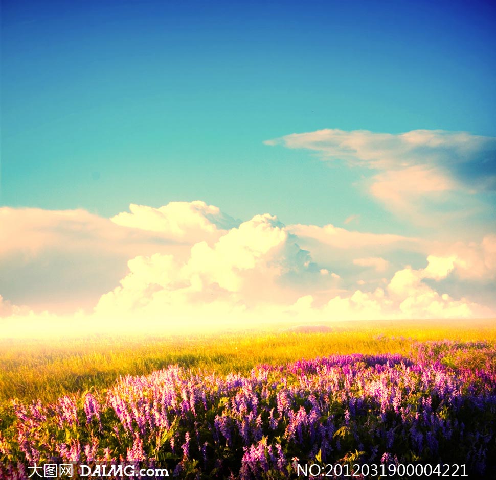 唯美熏衣草花园摄影图片 - 大图网设计素材下载