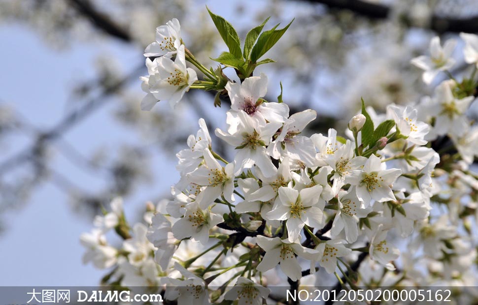 花枝招展的樱花摄影图片 - 大图网设计素材下载
