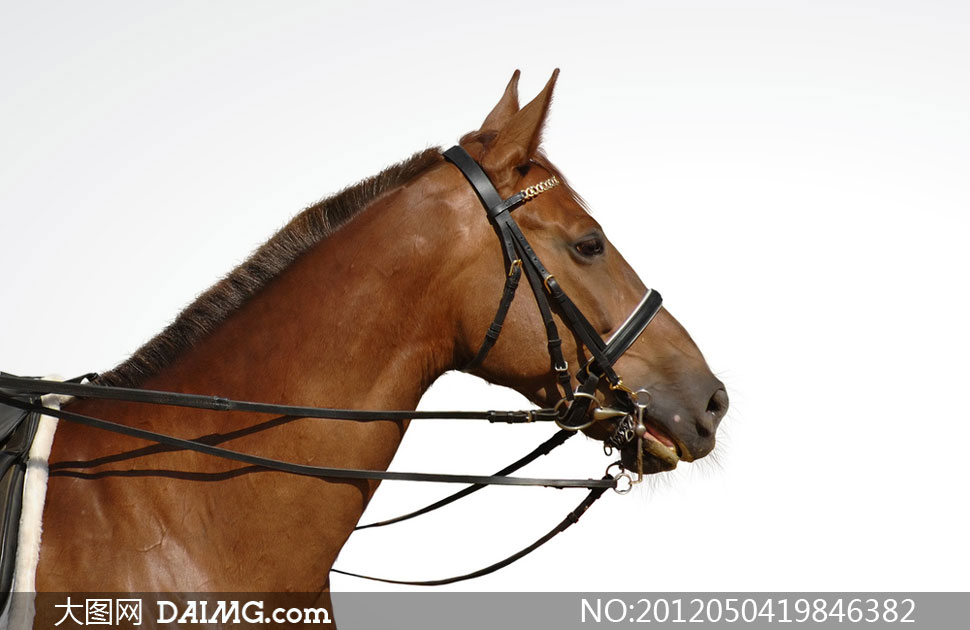 枣红马近景特写摄影高清图片