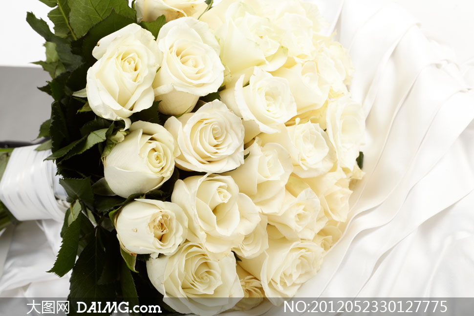白色玫瑰花近景特写摄影高清图片 - 大图网设计