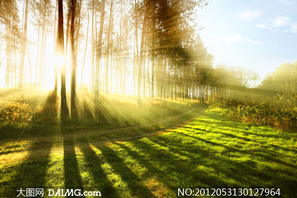 蓝天白云大树与阳光摄影高清图片 - 大图网设计