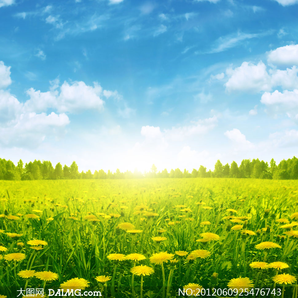 蓝天白云与蒲公英田地摄影高清图片