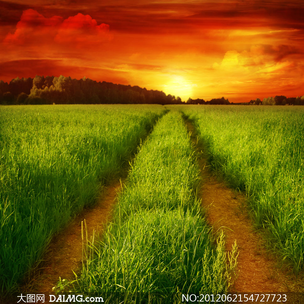 夕阳西下郁郁葱葱的农田高清图片 - 大图网设计