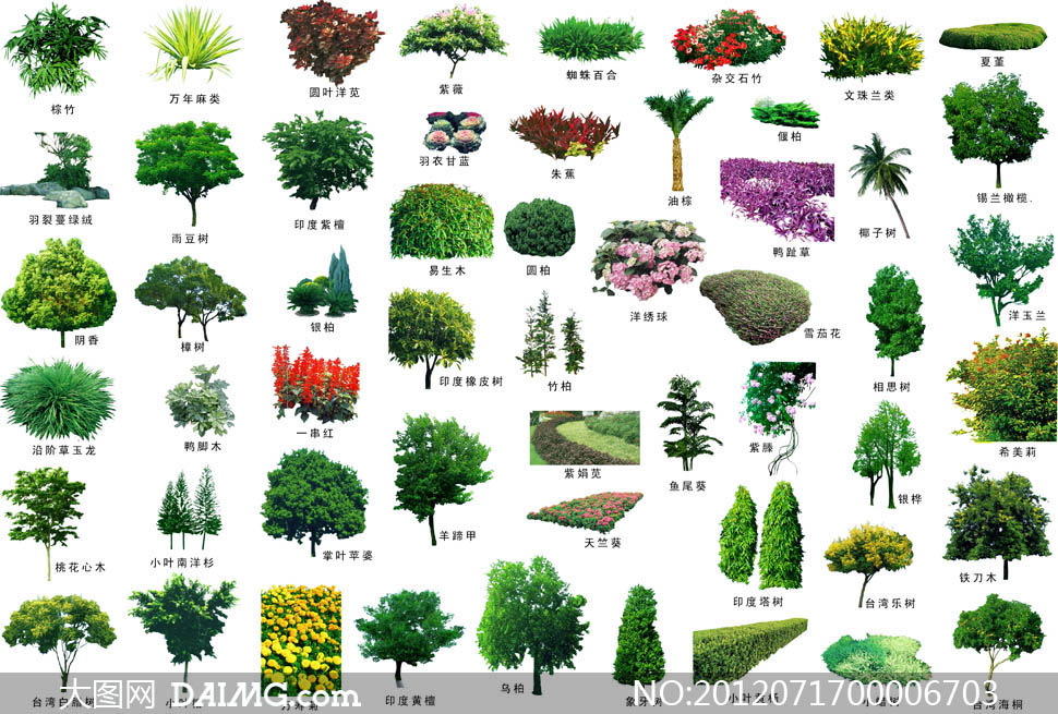 景观设计配名植物PSD分层素材 - 大图网设计素