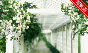 古典中国风场景影楼摄影背景图片 - 大图网设计