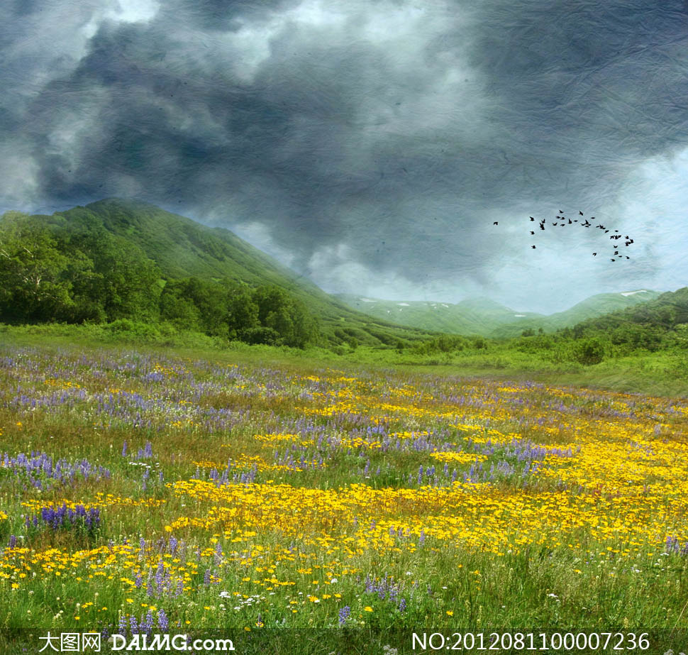 漫山遍野野花花朵黄花小菊花野菊花绿色小草