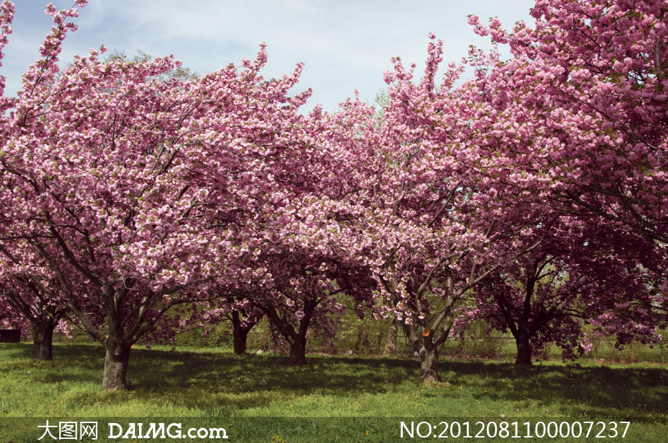 盛开的粉色桃花园摄影图片 - 大图网设计素材下