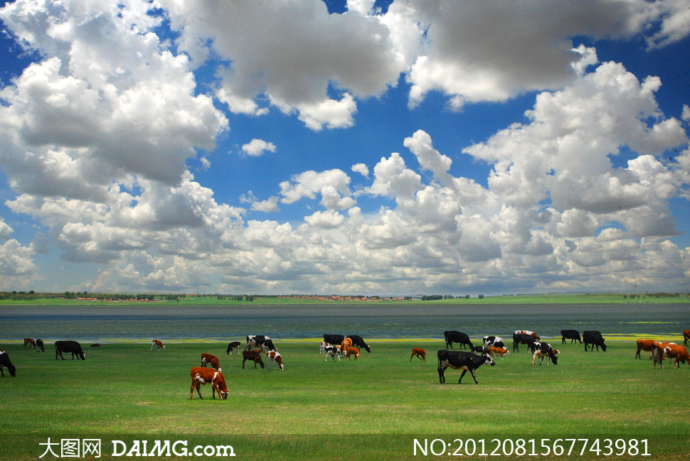 坝上草原上的<em>牛马</em>自然摄影高清图片 - 大图网设