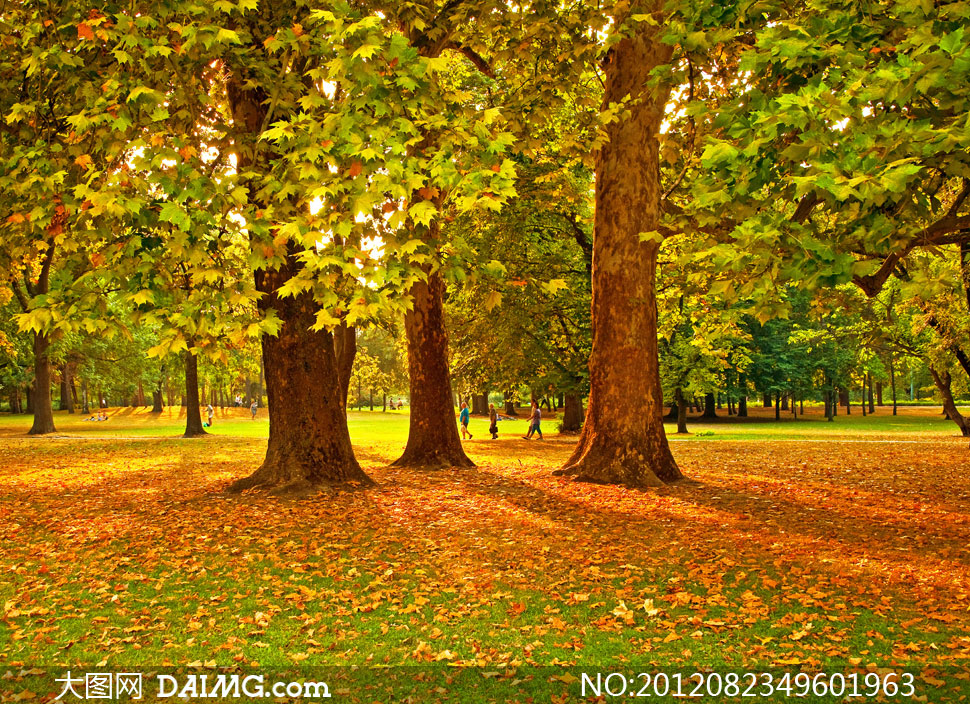 生长茂盛的梧桐树风景摄影高清图片 - 大图网设