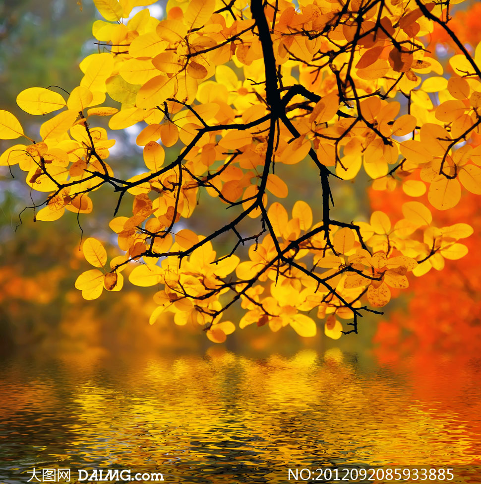 秋天的树枝在湖面上的倒影高清图片 - 大图网设