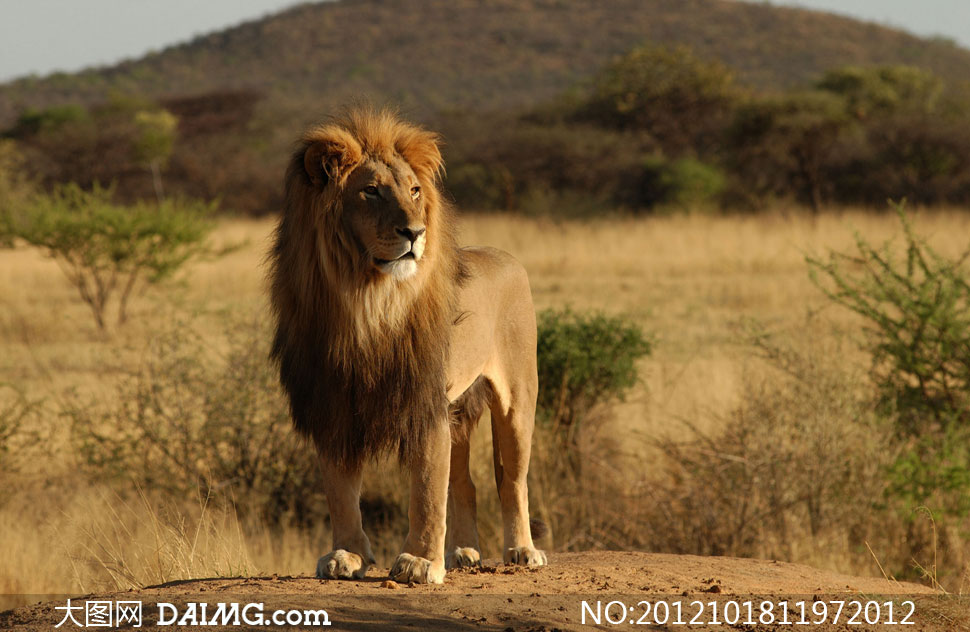 站在高处的非洲狮子摄影高清图片 - 大图网设计