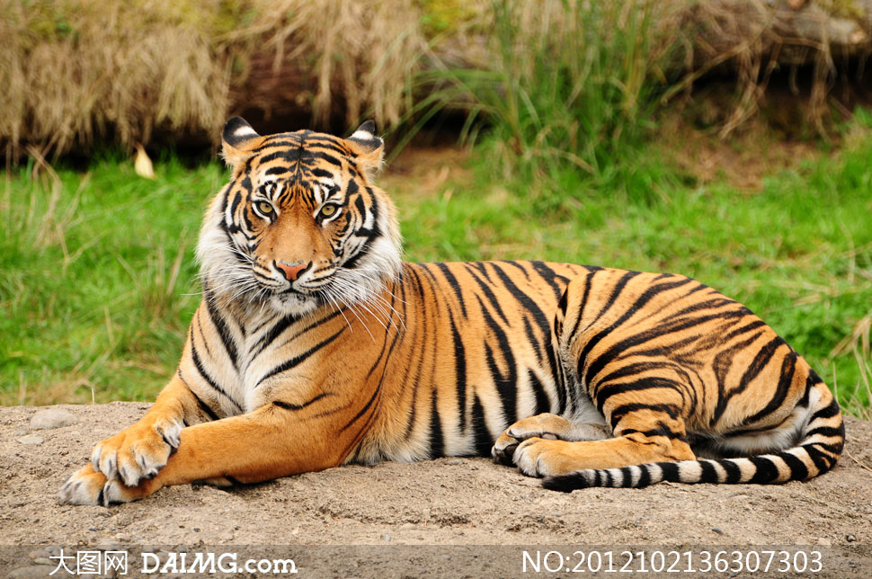 一只成年大老虎近景摄影<em>高清</em>图片 - <em>大图</em>网设计