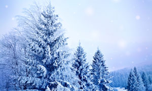 冰雪覆盖的地面与树林摄影高清图片 - 大图网设